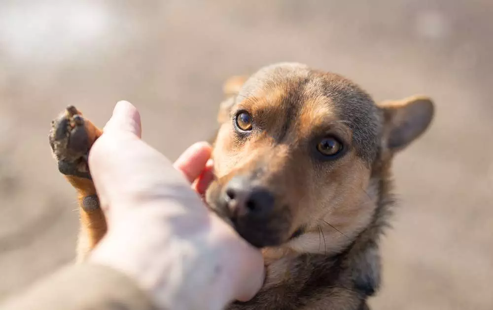 Dog Rescue Calgary