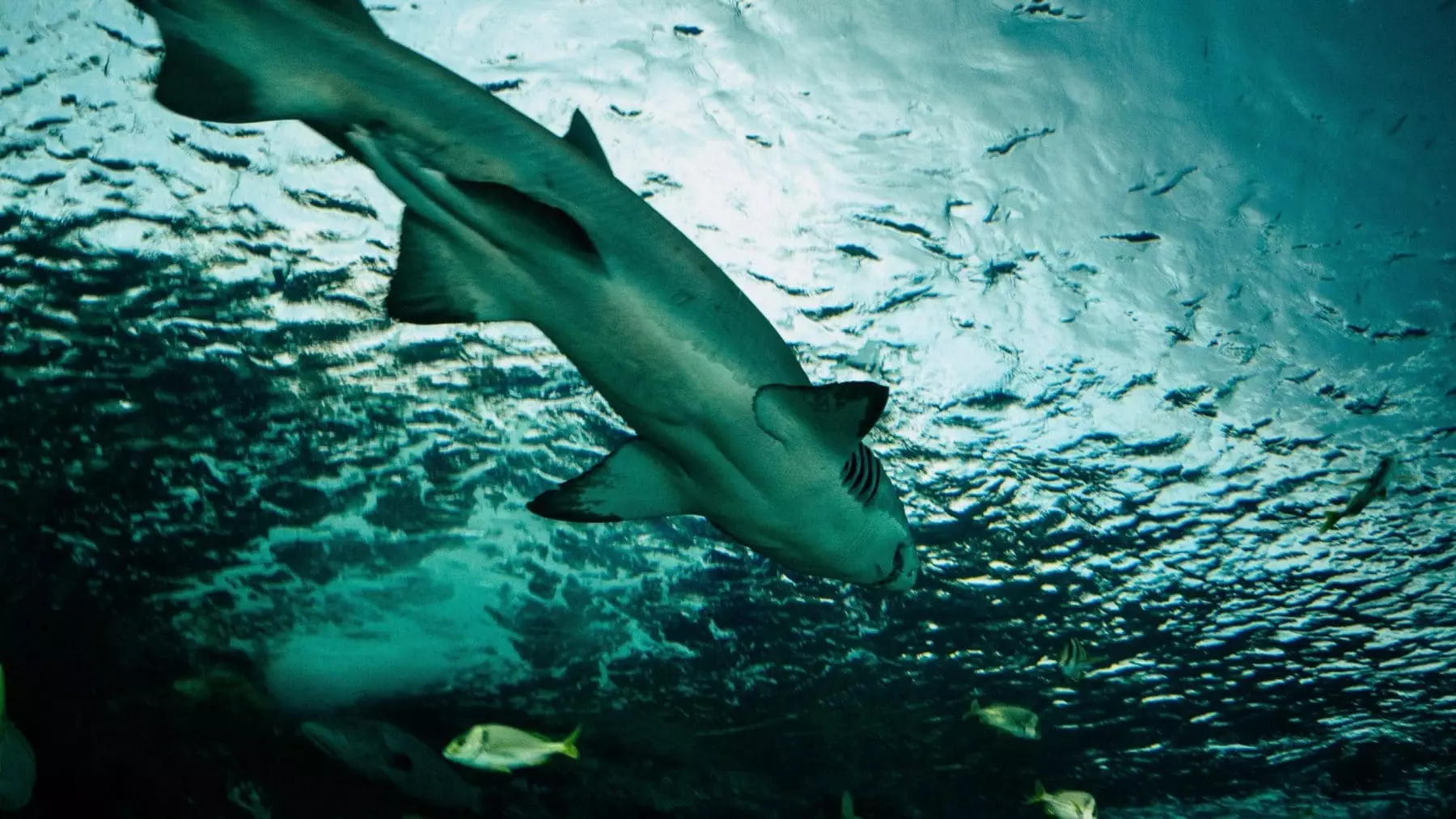 Shark swimmig