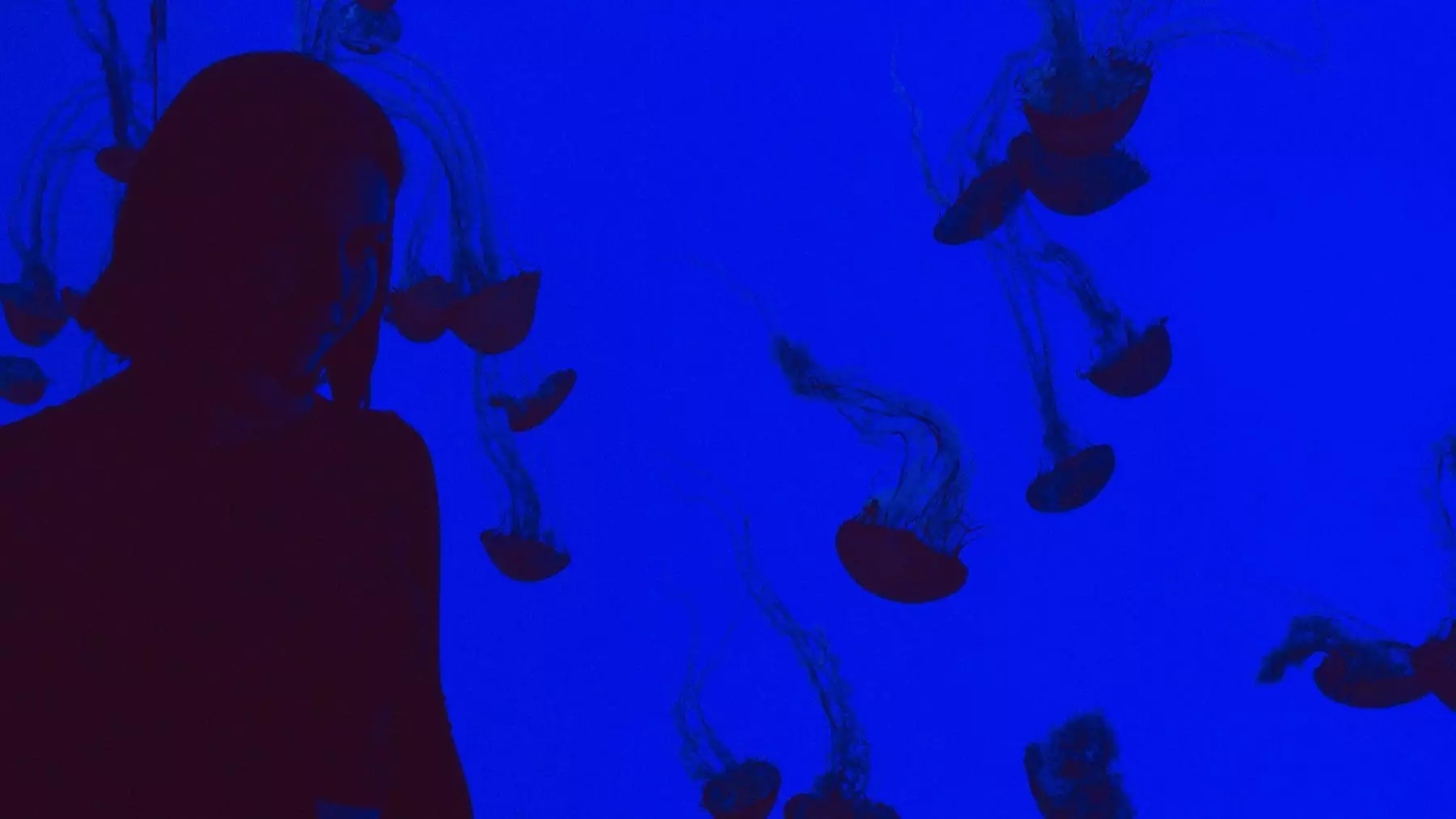 Aquarium Jellyfish