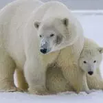 Polar Bears: 8 Interesting things about Polar Bears 5
