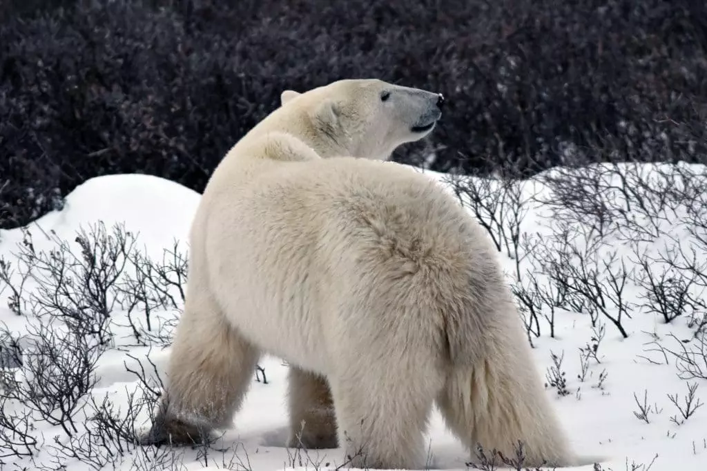 Polar bears in Churchill