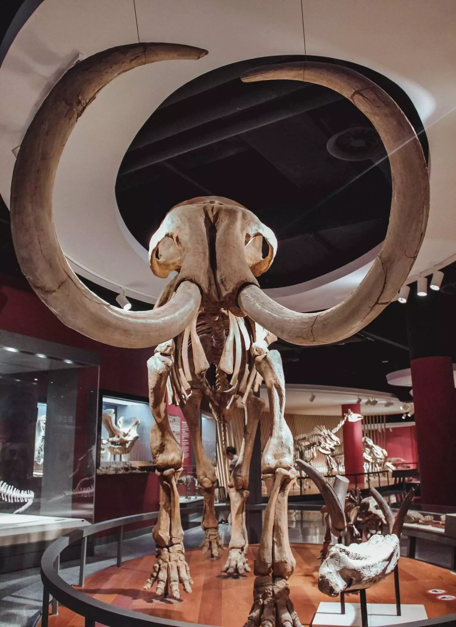 Canadian Museum of Nature: An amazing 4 Point Guide 6