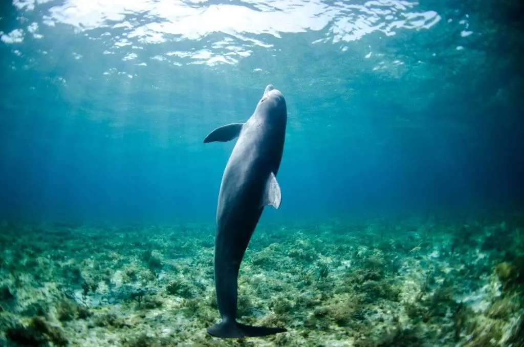 dolphine swimming