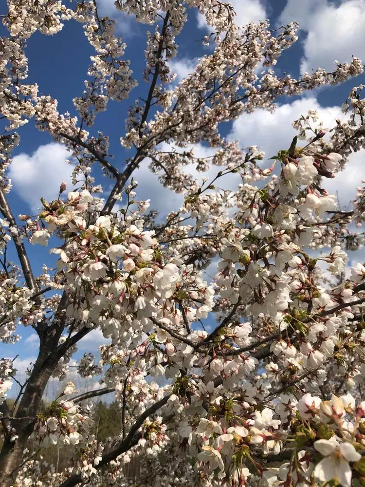 Cherry blossoms Toronto