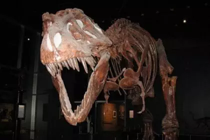 Calgary Dinosaur Museum