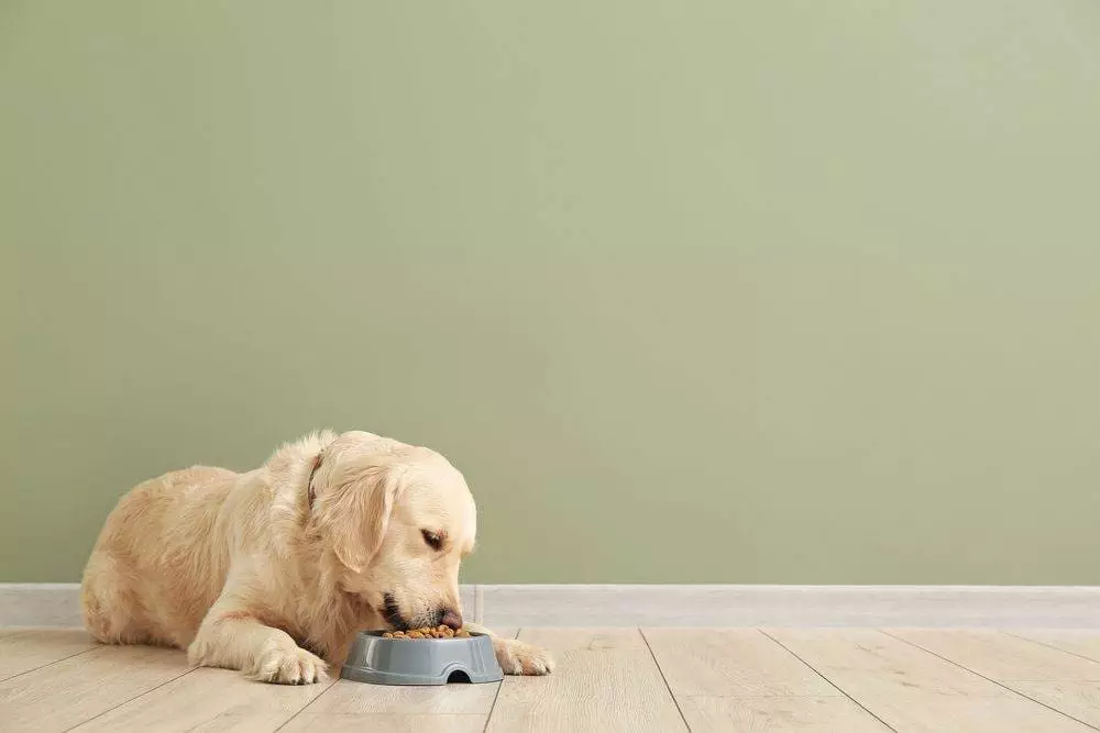 Best Dog Food Canada: The Top 10 5