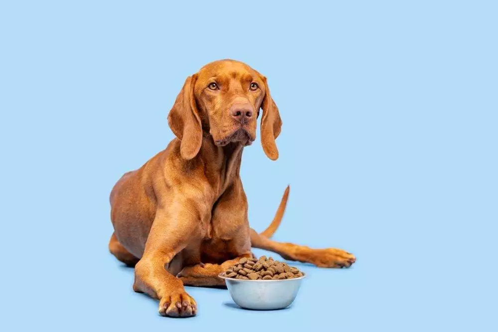 Best Dog Food Canada: The Top 10 7