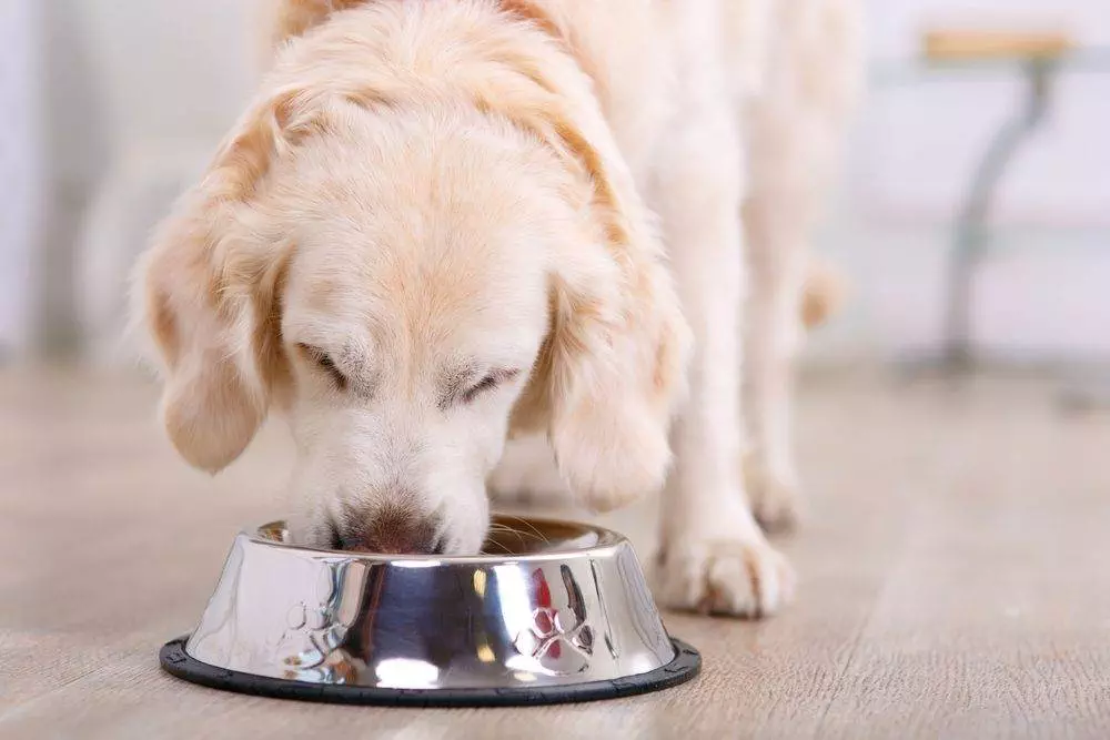 Best Dog Food Canada: The Top 10 9