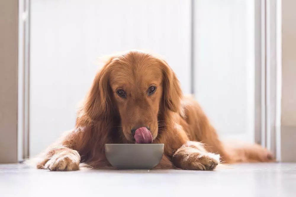 Best Dog Food Canada: The Top 10 6
