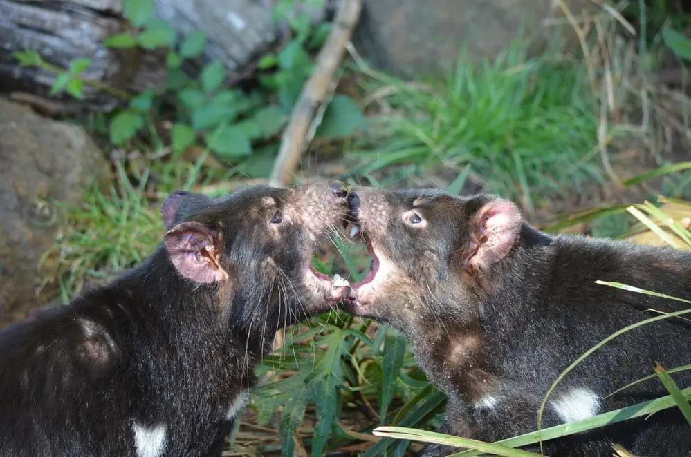 The Tasmanian Devil - 10 Interesting Facts! Fight and behaviour of Tasmanian devil