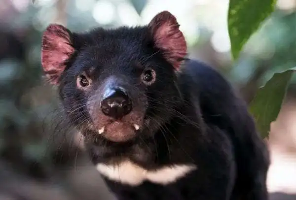 Tasmanian Devil: 10 Interesting Facts You Must Know 2 Tasmanian Devil