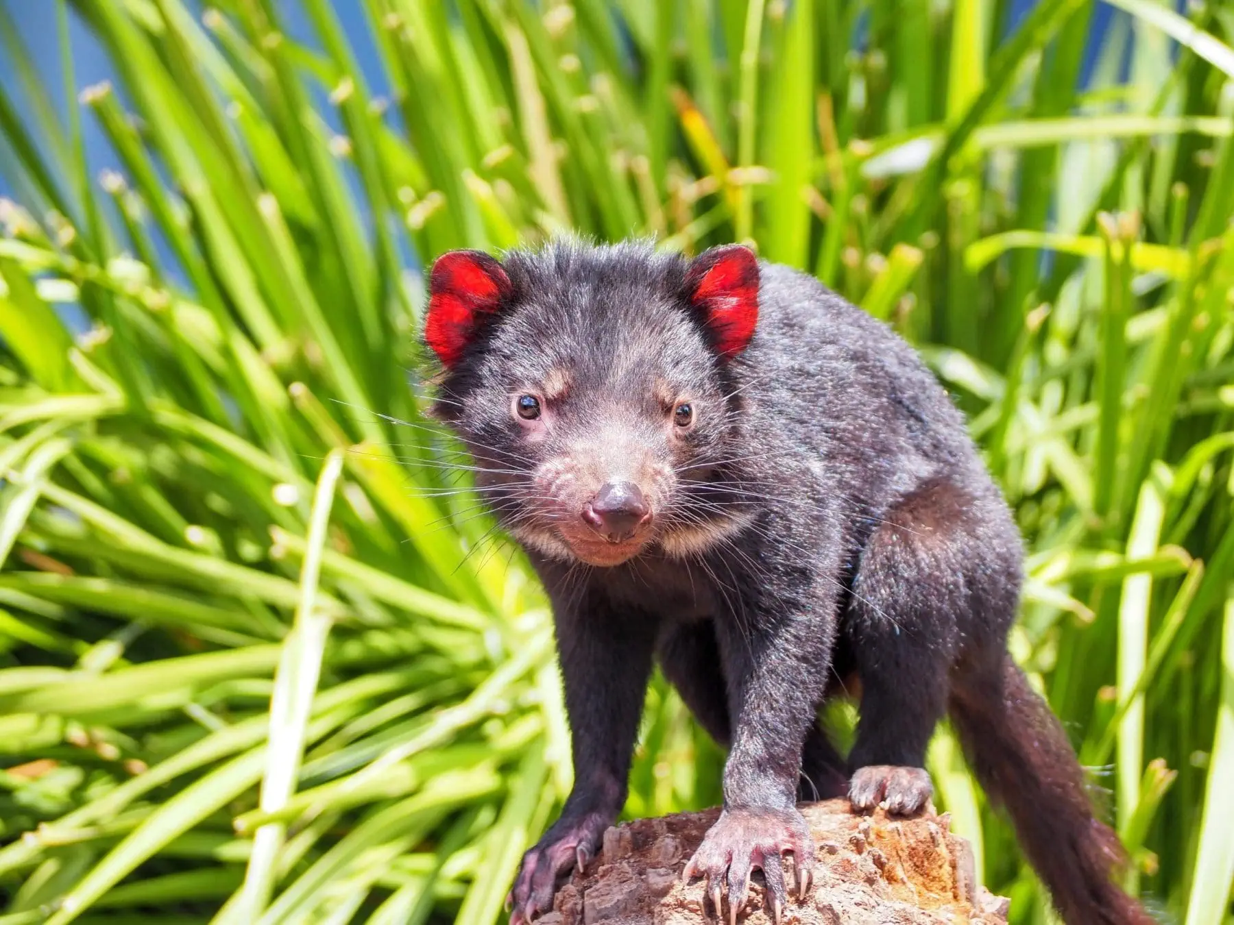 The Tasmanian Devil - 10 Interesting Facts! Name of Tasmanian devil