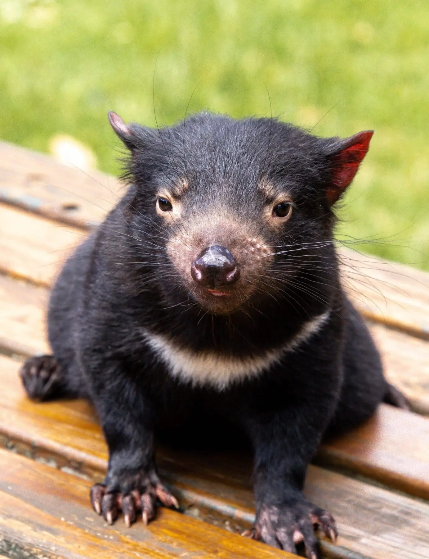The Tasmanian Devil - 10 Interesting Facts! Appareance of tansmanian devil