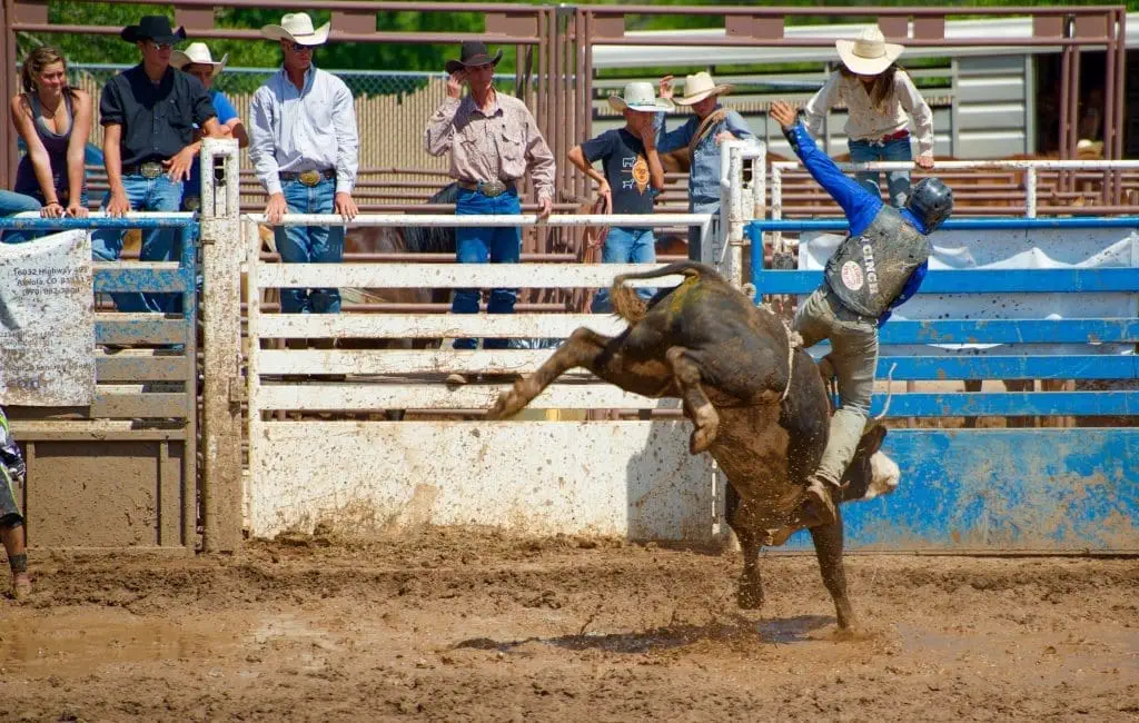 13 Best Things To Do In Houston: A Wonderful Guide Houston Livestock Show and Rodeo.