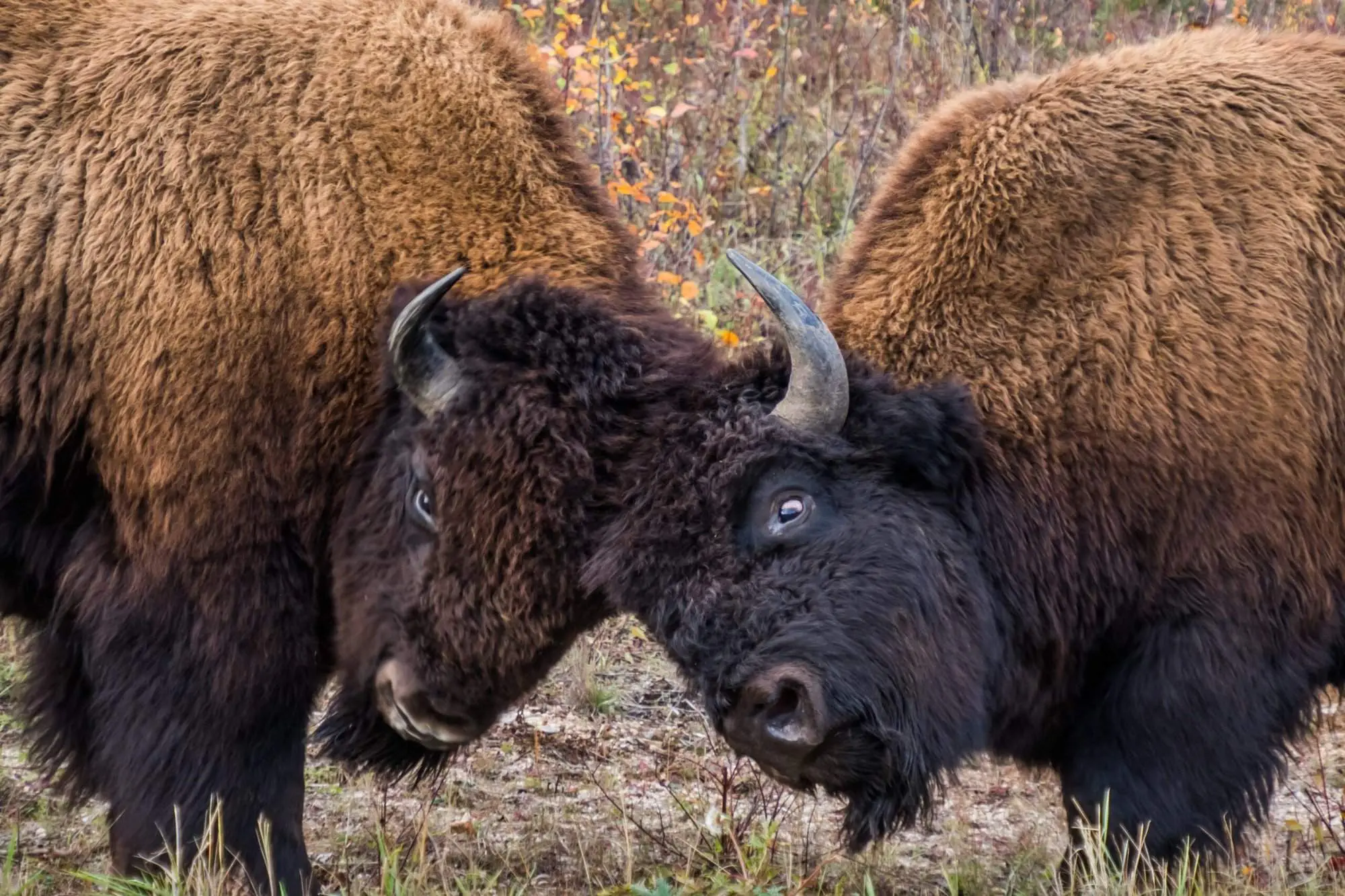 Wood Buffalo National Park - The Best Traveler’s Guide