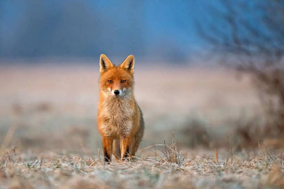 Great Slave Lake - 15 Reasons To Make A Visit! Geart Slace lake Animals