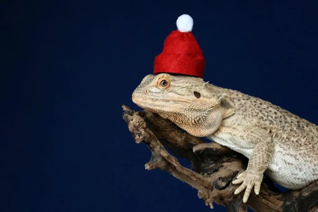Bearded Dragon - 8 Fascinating Facts And Ways To Care!! bearded dragon