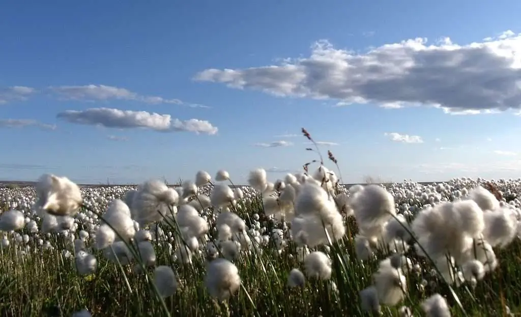 Explore Baffin Island and 8 Best Places Around It! Arctic Cotton at Arviat, Hudson
