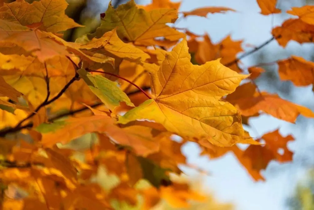The 10 Best Canadian Symbols!