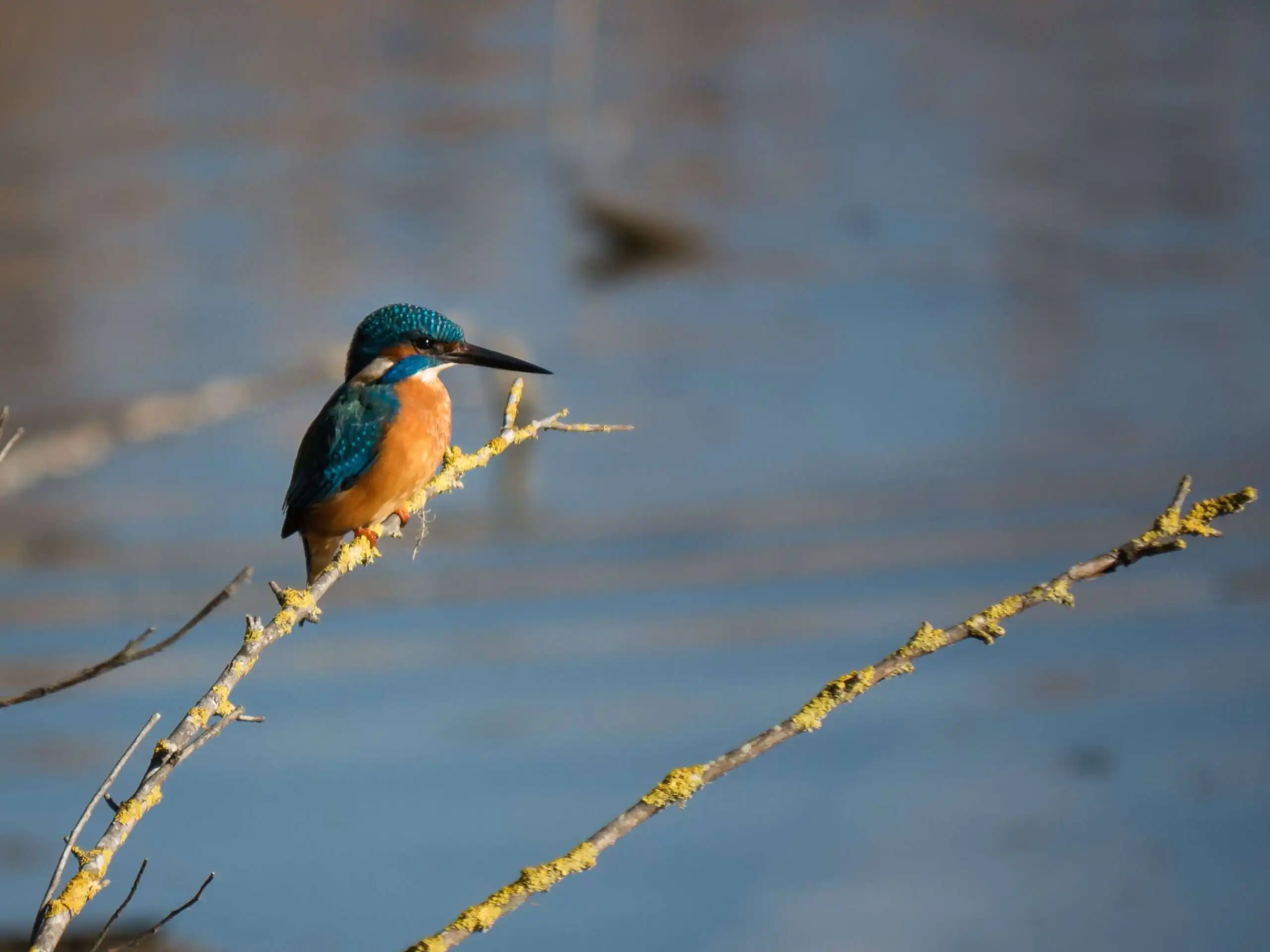 10 Alluring Reasons to Visit Sleeping Giant Provincial Park 12 bridwatching
