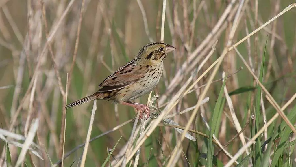 henslow sparrow