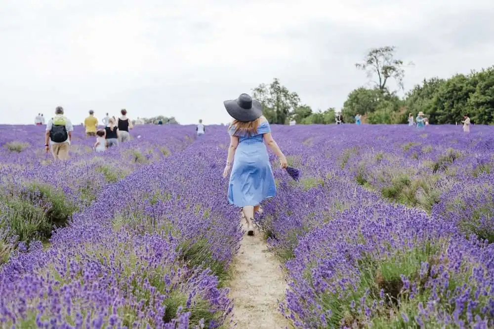 12 Super Interesting Facts About Lavender Farm 7 12 Super Interesting Facts About Lavender Farm 5