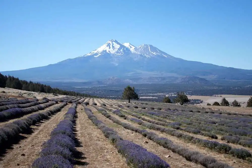 12 Super Interesting Facts About Lavender Farm 6 12 Super Interesting Facts About Lavender Farm 4
