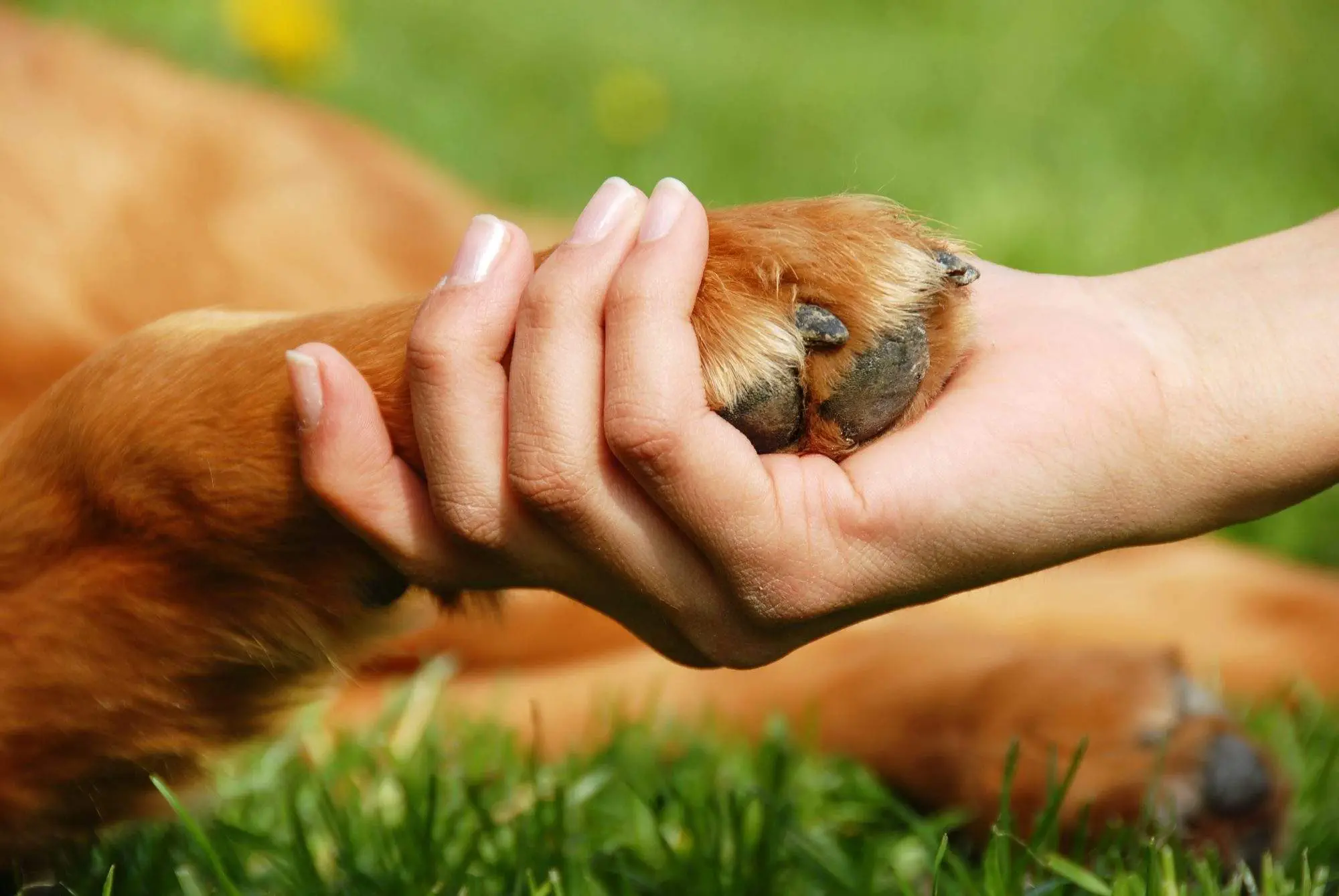 8 Best Dog Adoption Edmonton Service Providers - Icy Canada