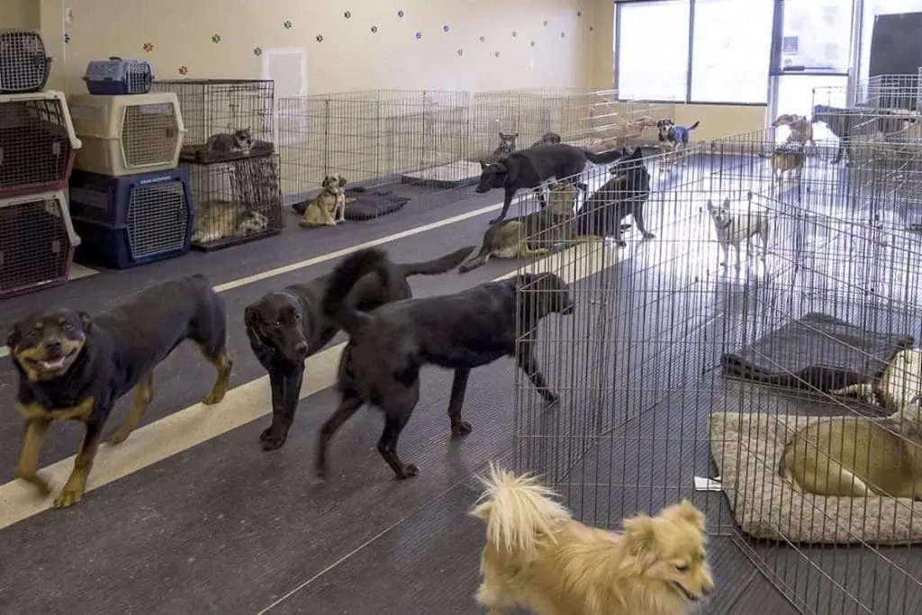 10 Best Pet Stores Calgary Especially For Pets Calgary Business Story