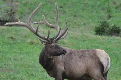 Elk Hunting Canada