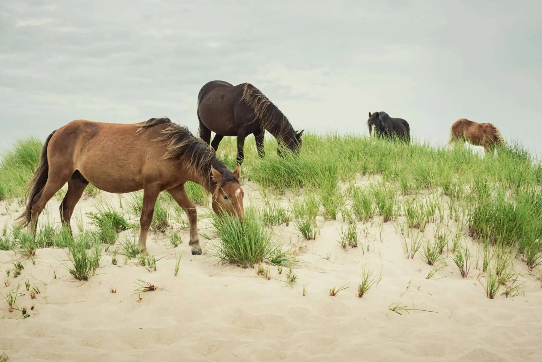 Sable Island: 7 Interesting Facts 4 Sable Island: 7 Interesting Facts 1