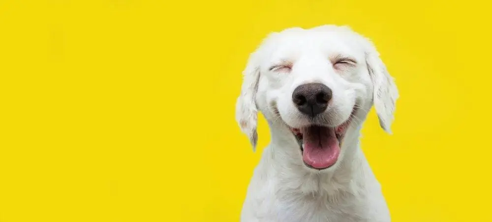 8 Best Dog Adoption Edmonton Service Providers - Icy Canada