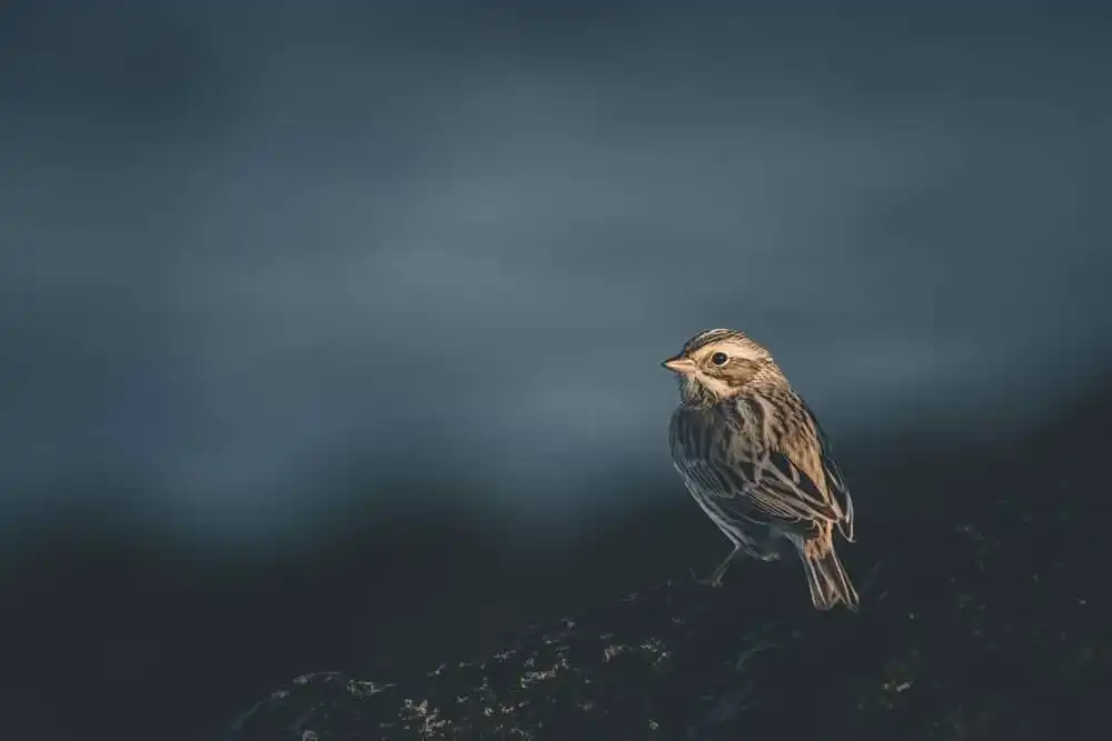 Sable Island: 7 Interesting Facts 6 Sable Island: 7 Interesting Facts 3