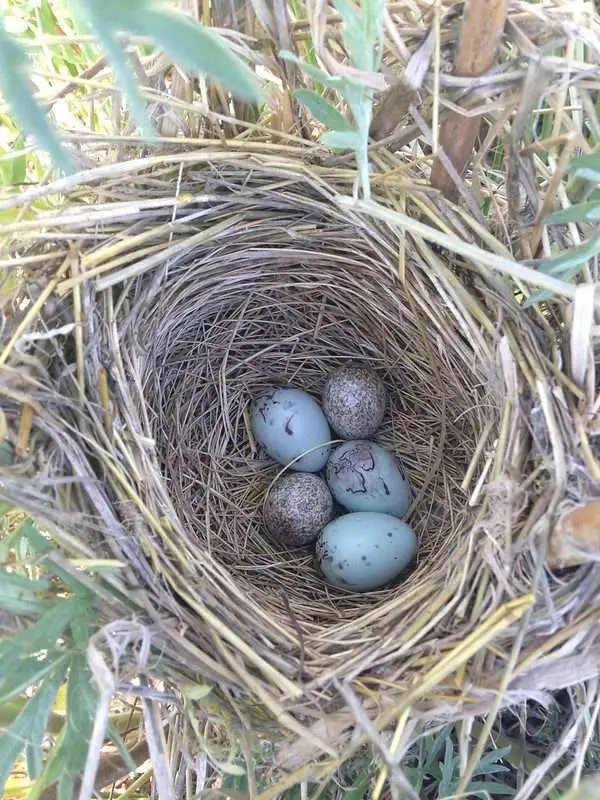 Where to find Red-Winged Blackbirds in Canada? red-winged blackbirds eggs