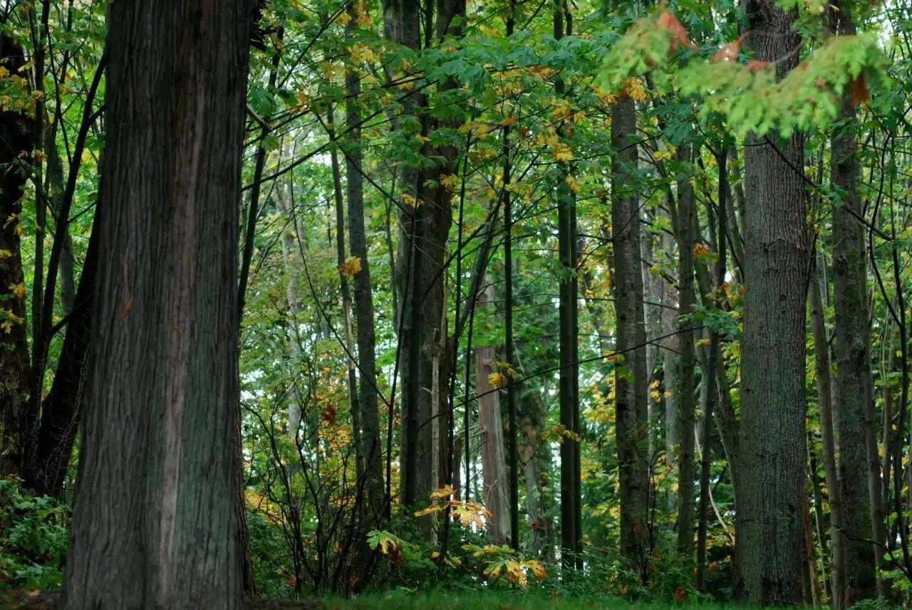 Why You Should Visit Stanley Park Toronto 12 Why You Should Visit Stanley Park Toronto 8
