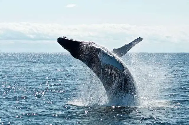 Top 6 Best Things To Do In New Brunswick Canada whale watching