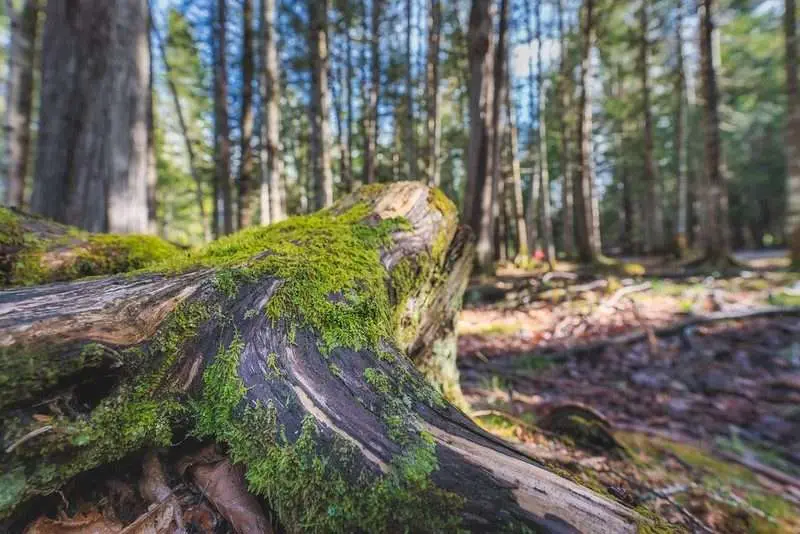 Camping in New Brunswick: Top 8 Reasons Mactaquac Provincial Park