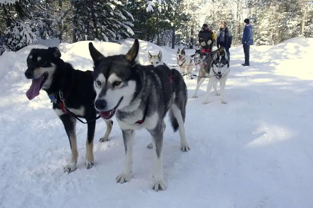 USA vs Canada: How Gambling Can Differ 13 Algonquin Park