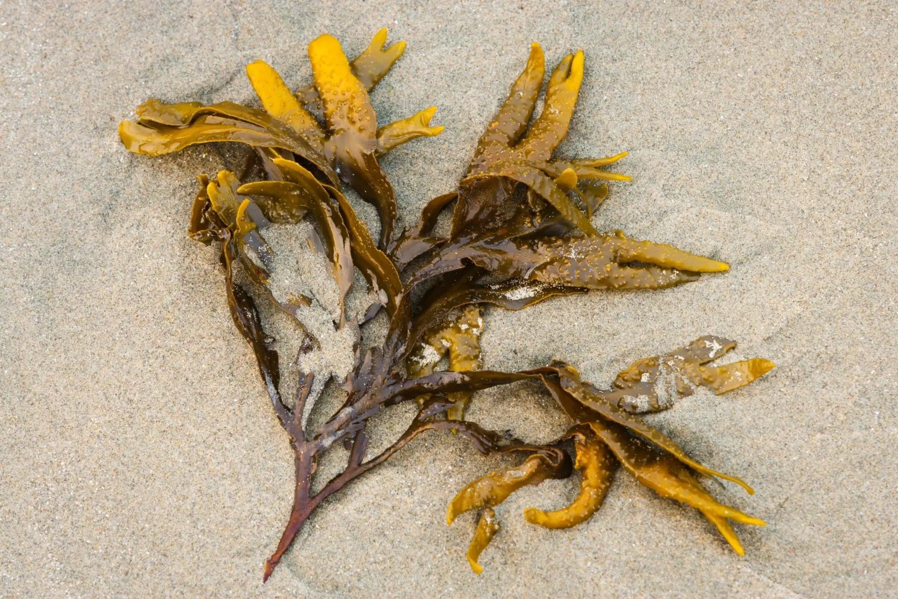 19 Surprising Sea Moss Benefits That Everyone Should Know