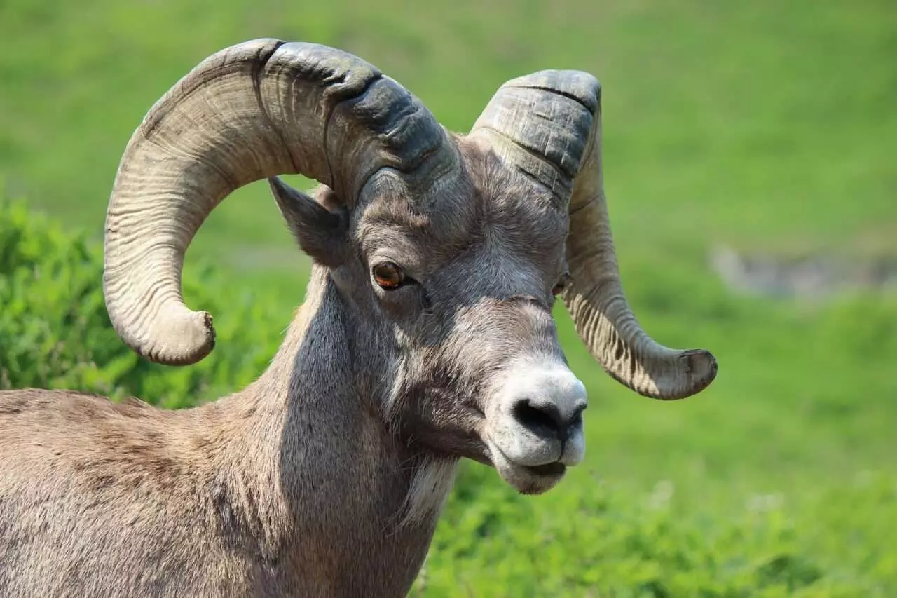 Big Horn Sheep Jasper National Park