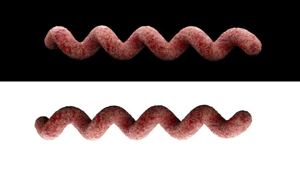 Alarming Syphilis Symptoms To Watch Out For
