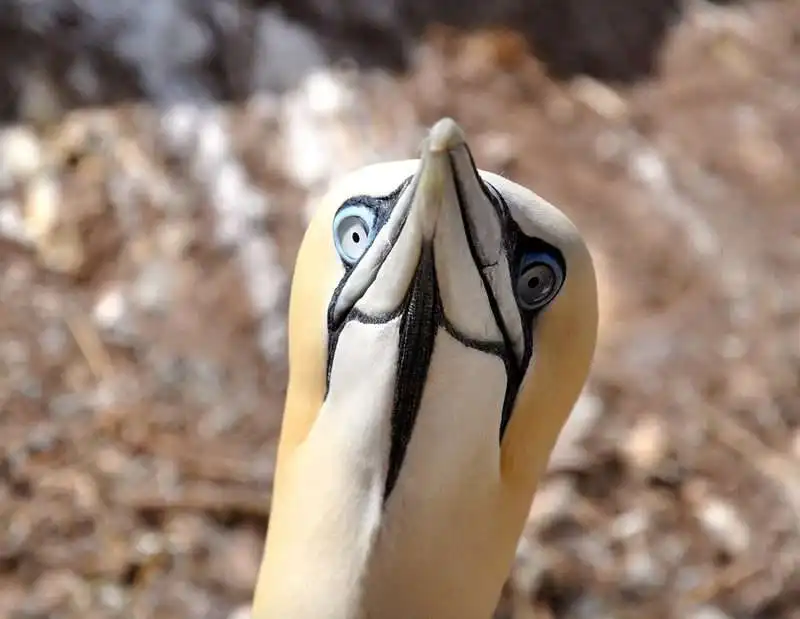 5 Surprising Facts About Perce Rock That Will Blow Your Mind 10 Bird