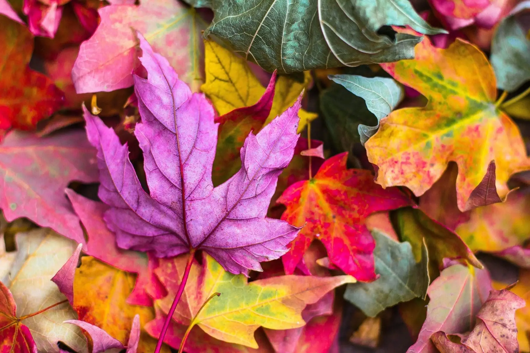 When Does Fall Start In Canada: 7 Must Do Activities When does fall start in Canada