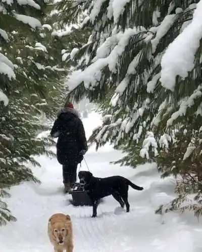 5 Spectacular Christmas tree farm in Ontario 11 Christmas tree farms