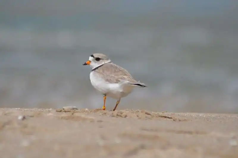 13 Exciting Things to Do at Sauble Falls Provincial Park 11 Birdwatching
