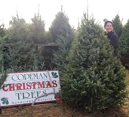 5 Spectacular Christmas tree farm in Ontario 7 Copeman tree farm