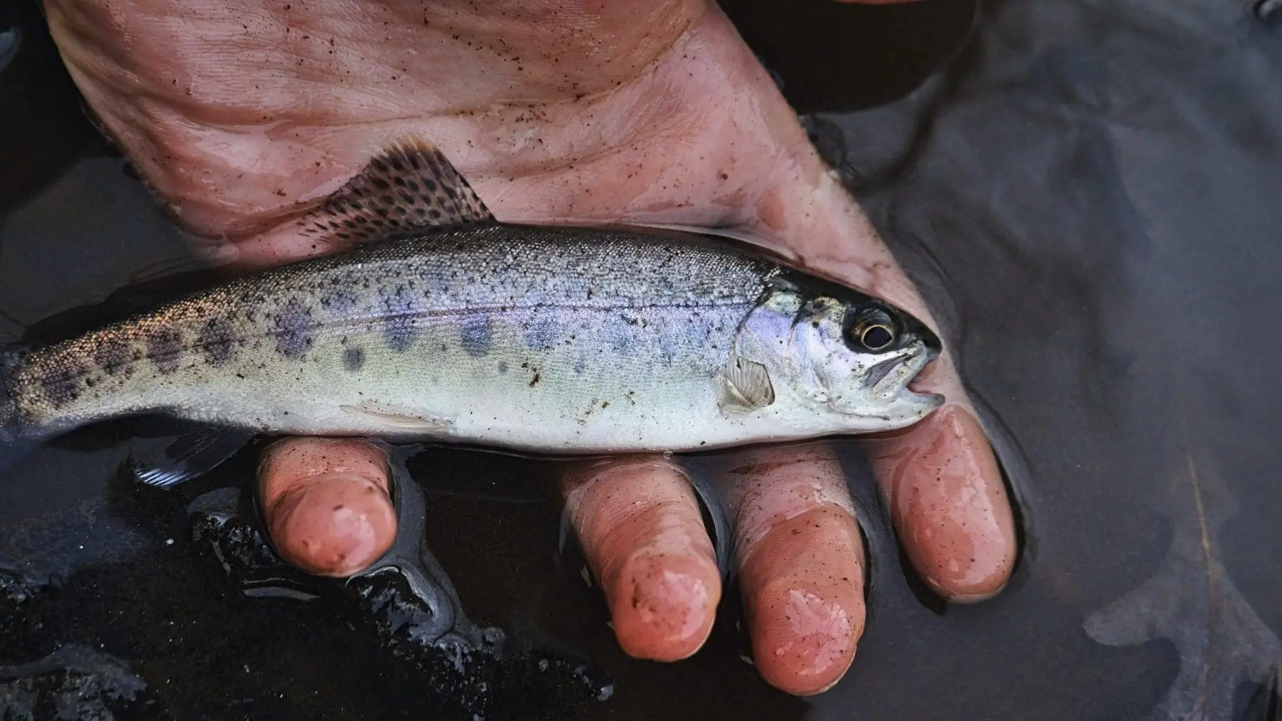 7 Best Things to do at Ferris Provincial Park fishing spots