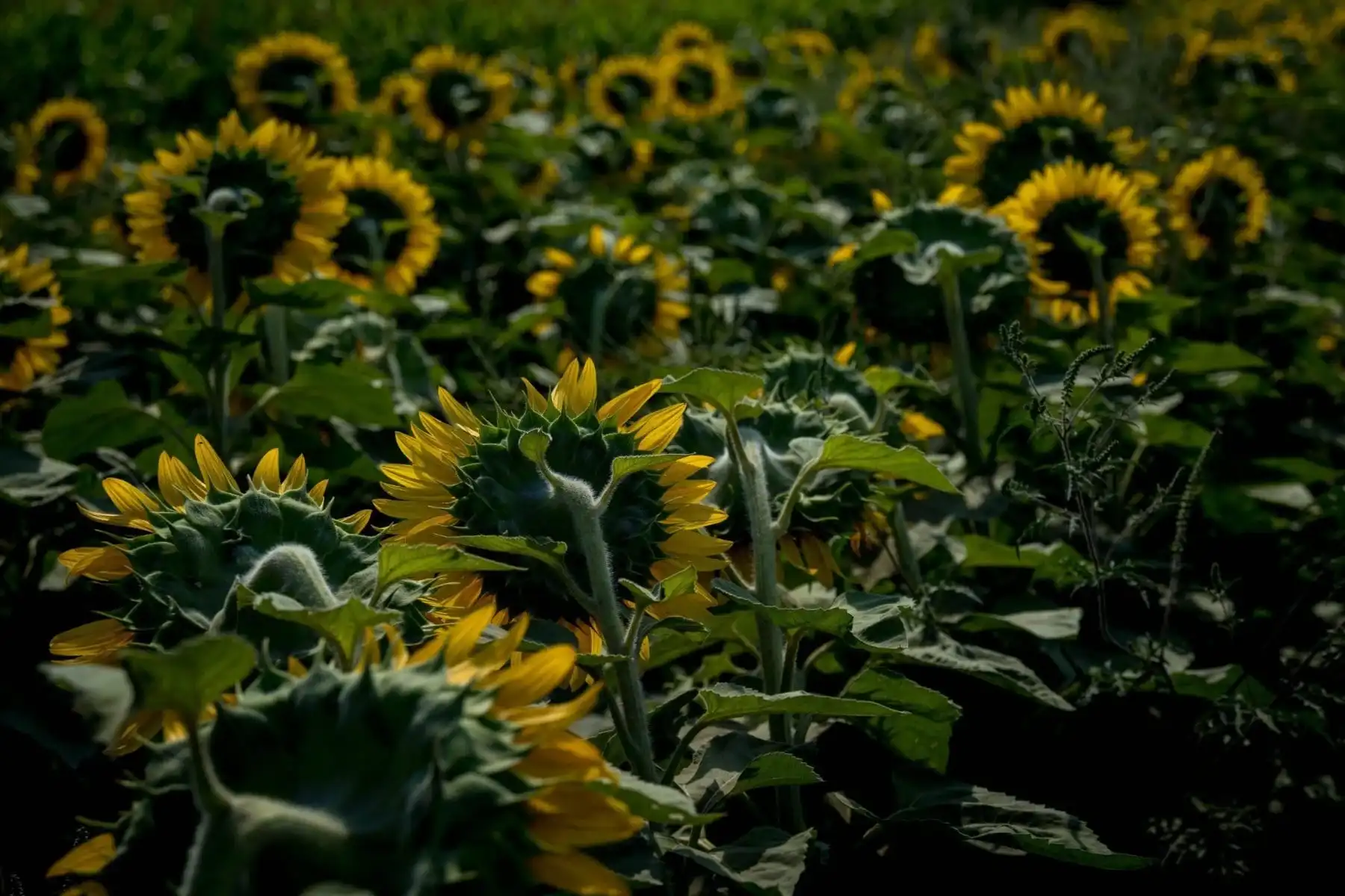 Discover Sunflower Fields Near Ontario 14 Amazing Locations Icy Canada