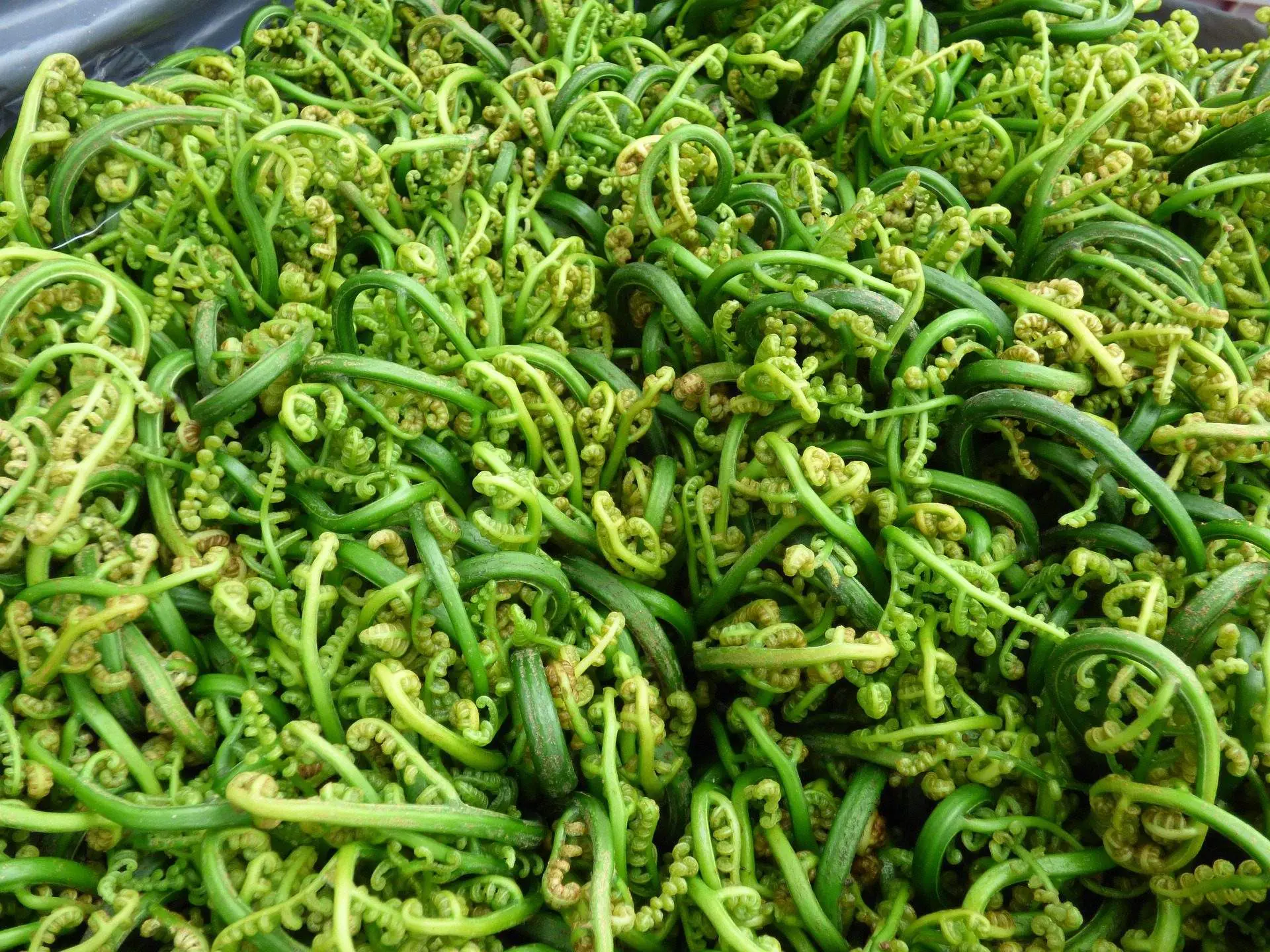 33 Traditional Canadian Food You traditional canadian food