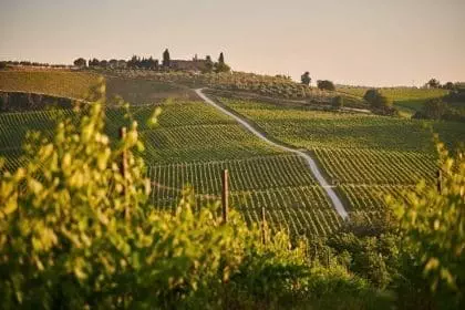 Best Wineries To Try In Ontario